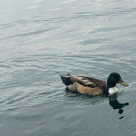 شقة Casavacanzalacorte