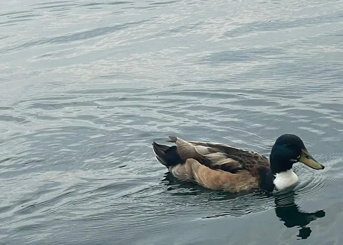 شقة Casavacanzalacorte